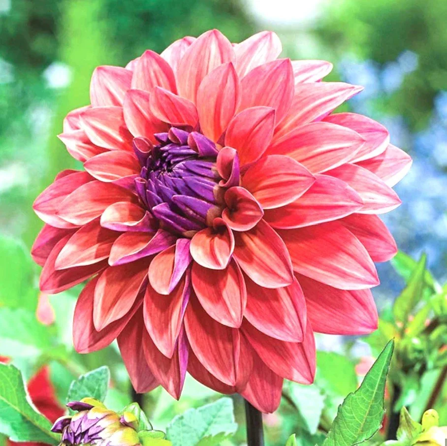 American Dawn Dahlia Tuber