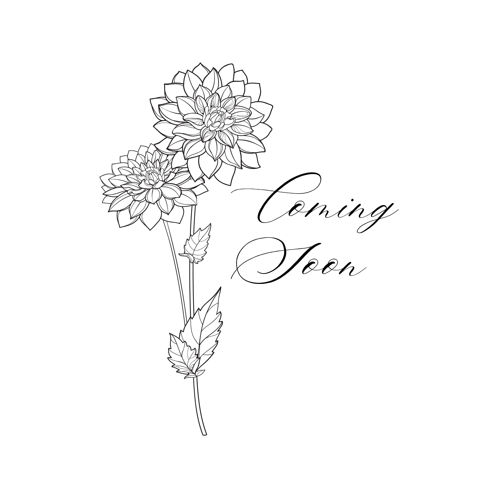 Bloomquist Blush Dahlia Tuber