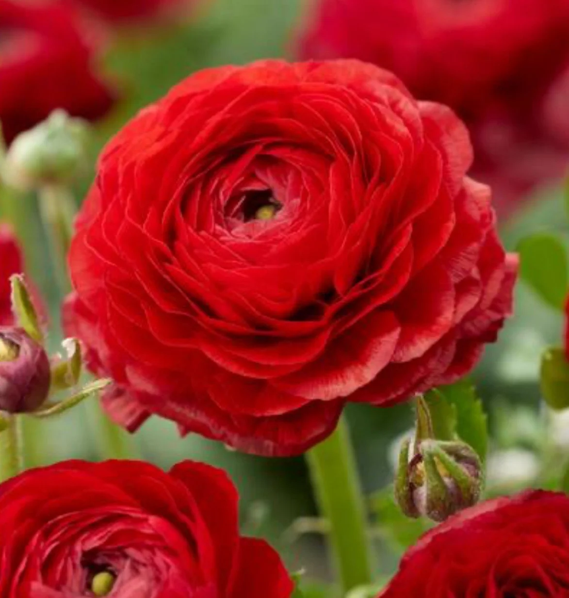 ranunculus aviv red.jpg (Copy)