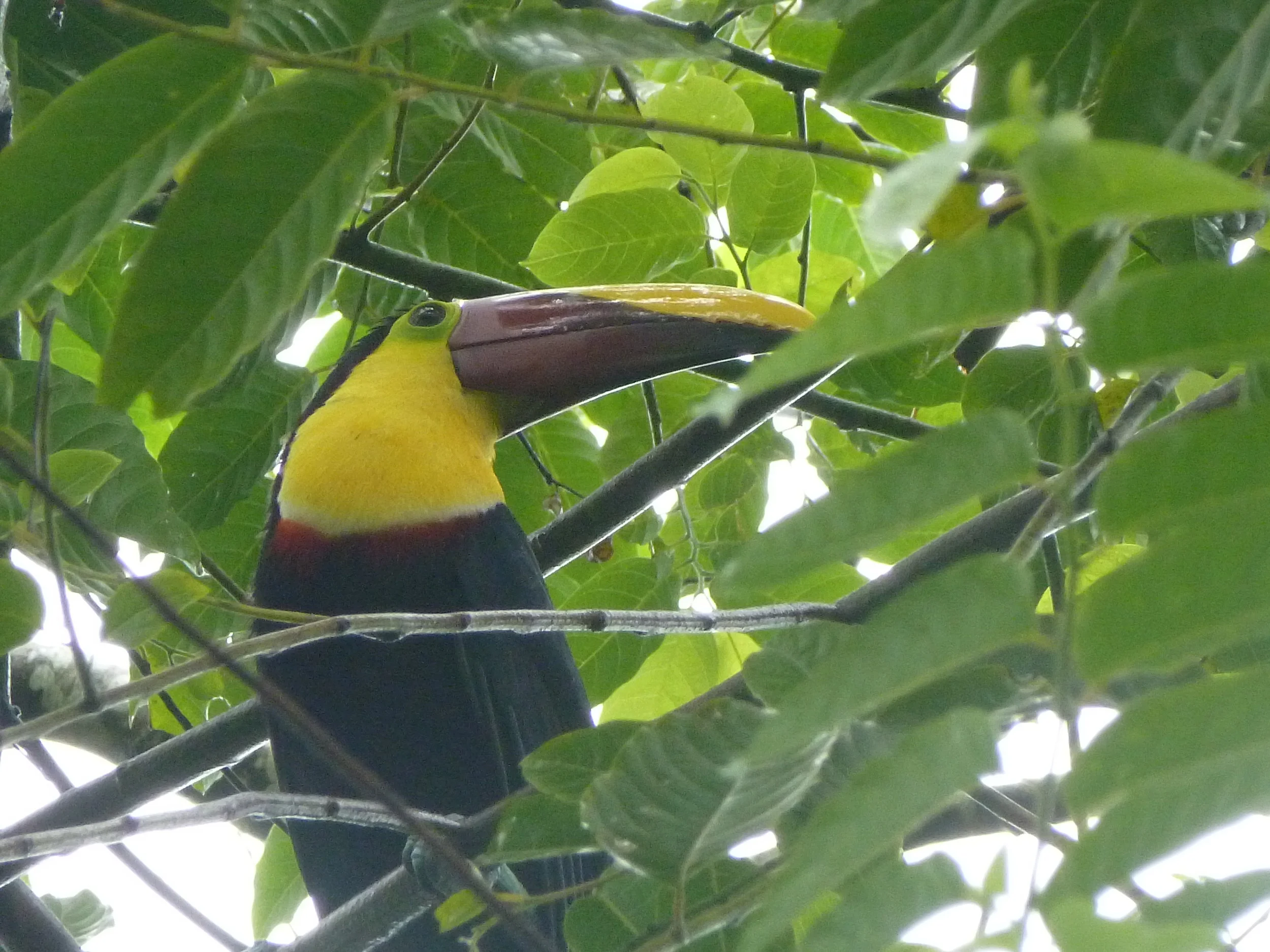 tucan.JPG