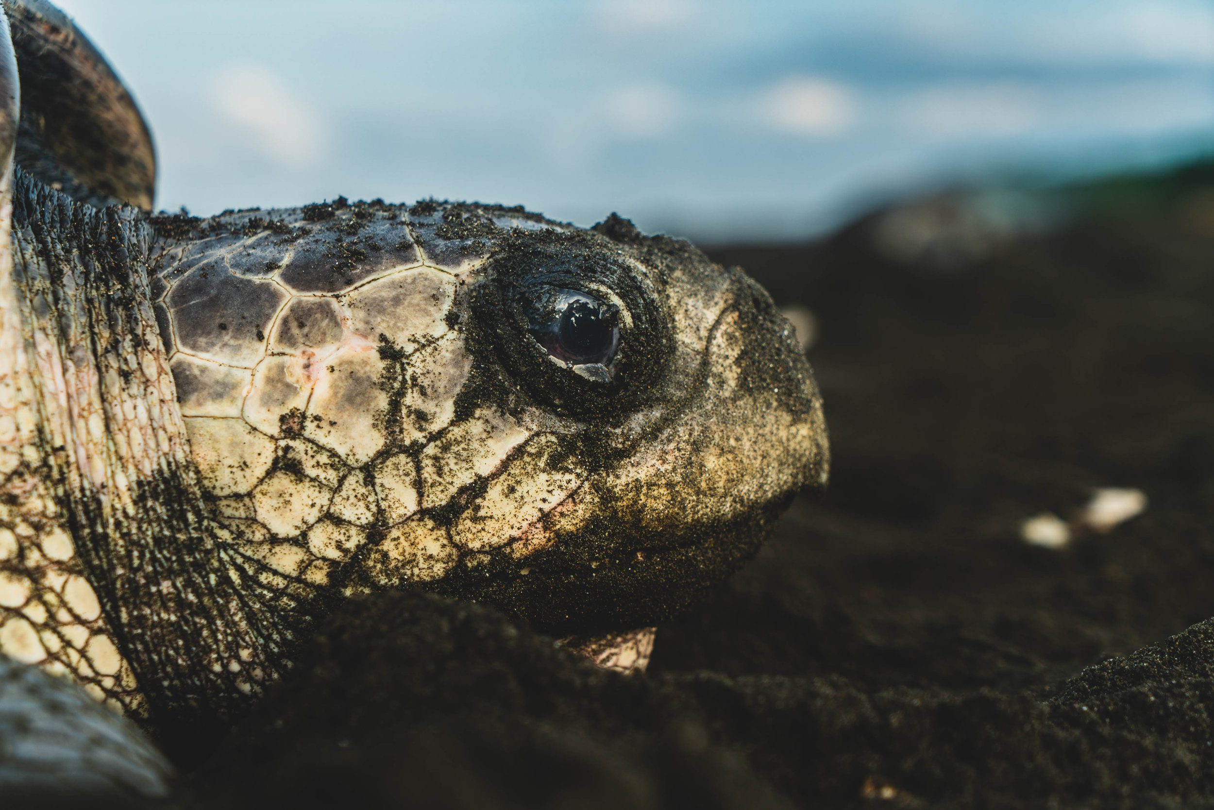 Sea turtle face!.jpg