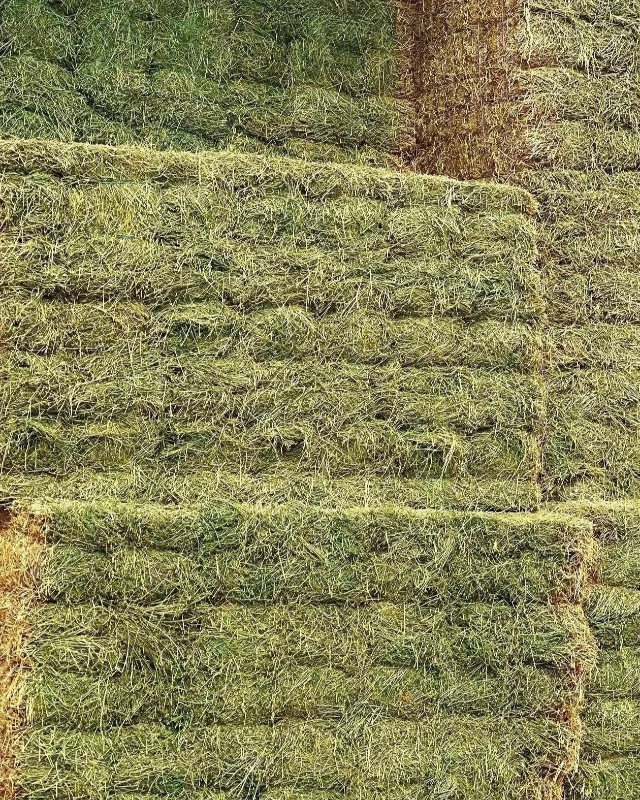 alfalfa.jpg