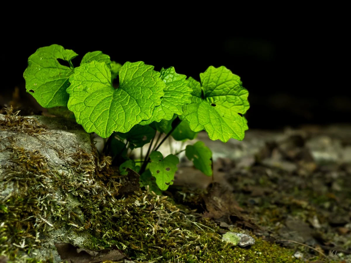 _MG_5440.jpg