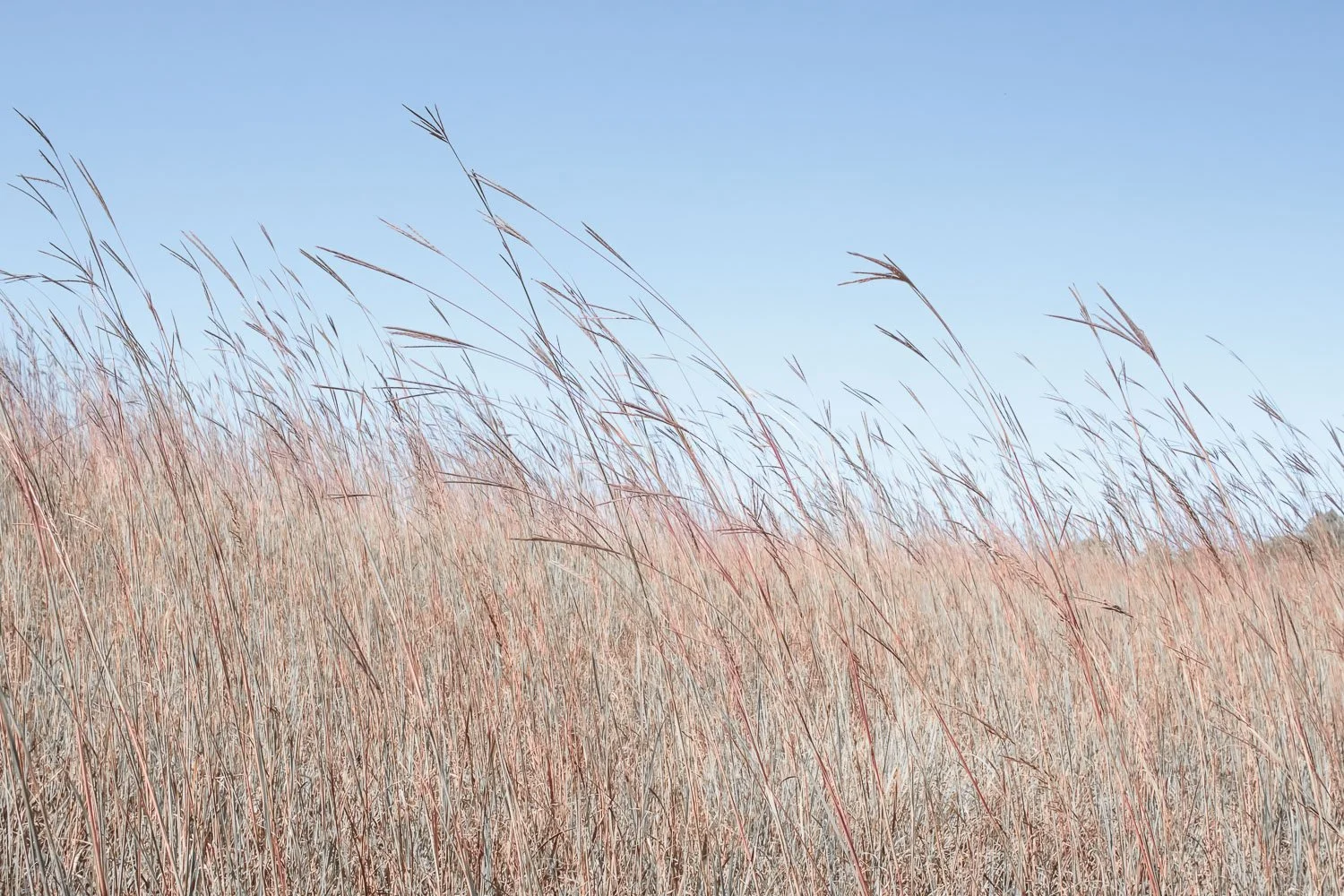 Prairie Breeze