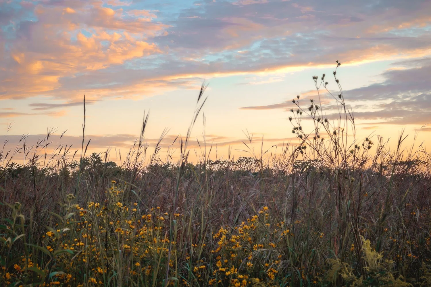 Prairie Delight