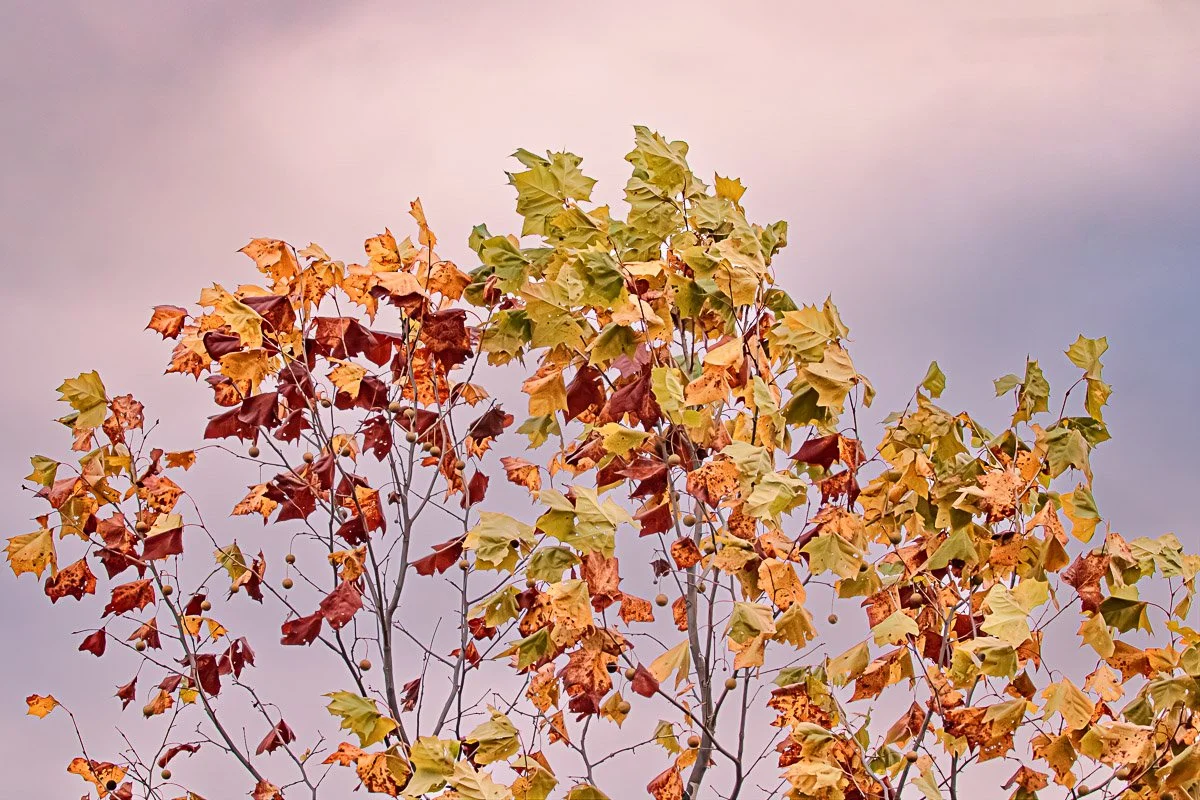 Prairie Oaks Metro Park, Darby Bend Lakes - Oct 2025