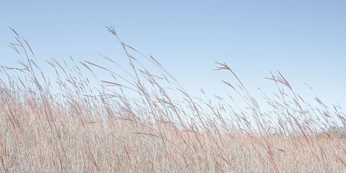 Prairie Breeze