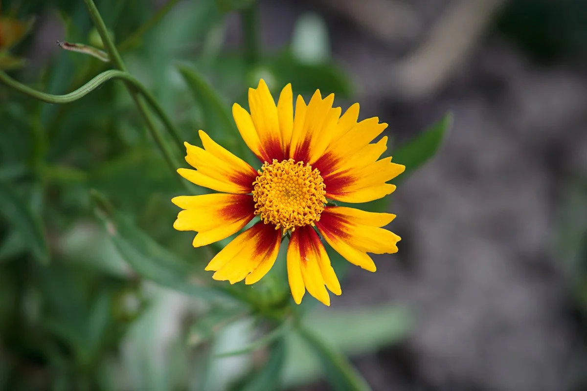 My Garden - Jun 2024