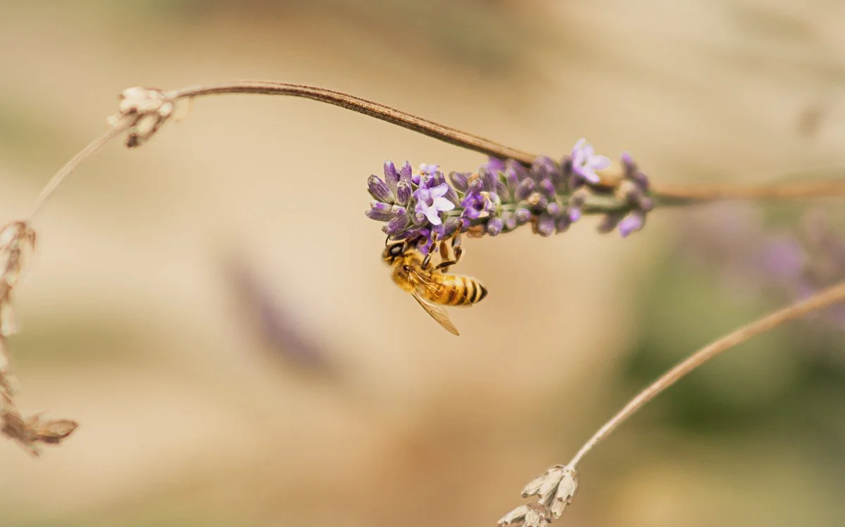 My Garden - June 2025