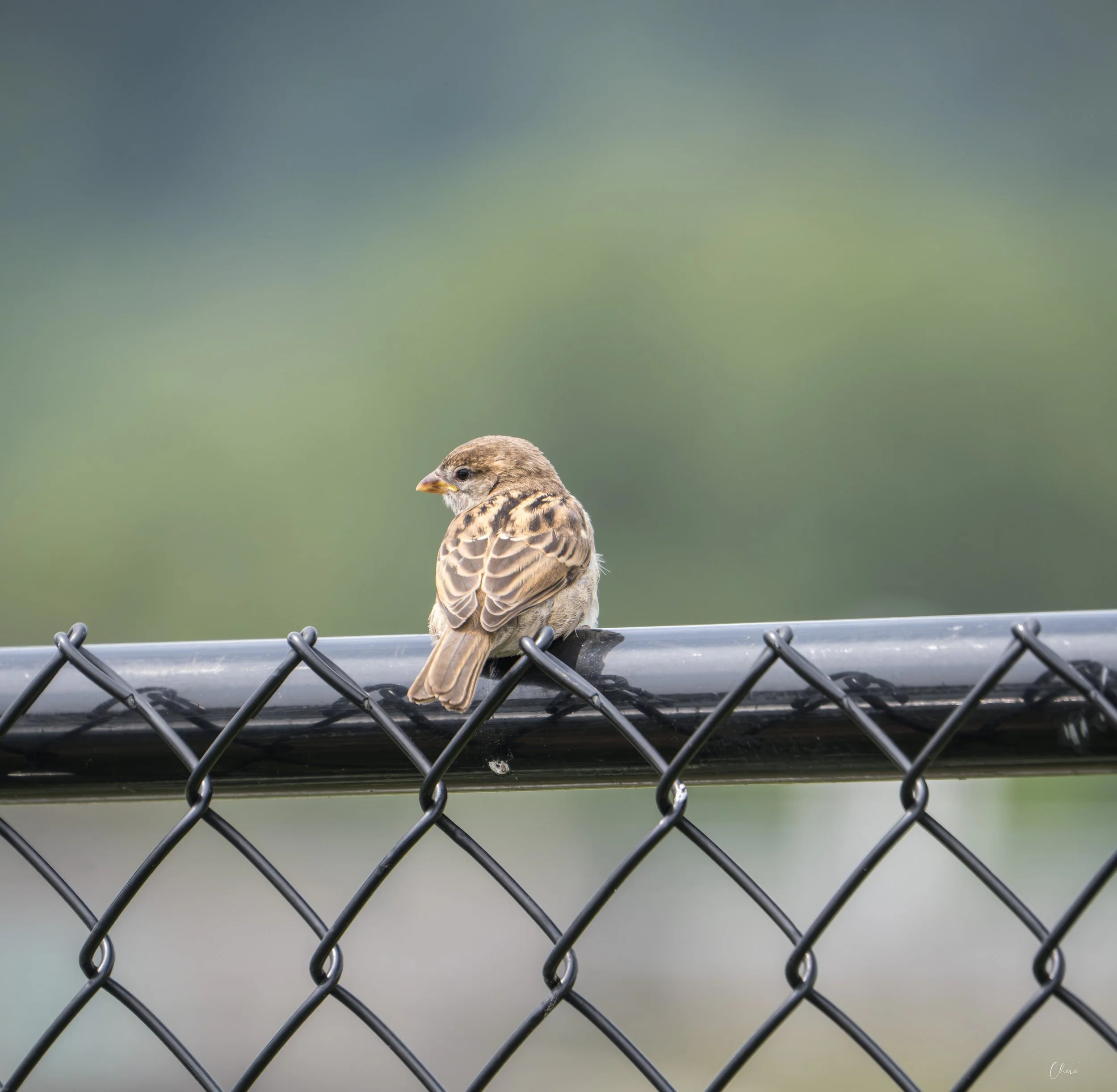 DSC_4193-3.jpg