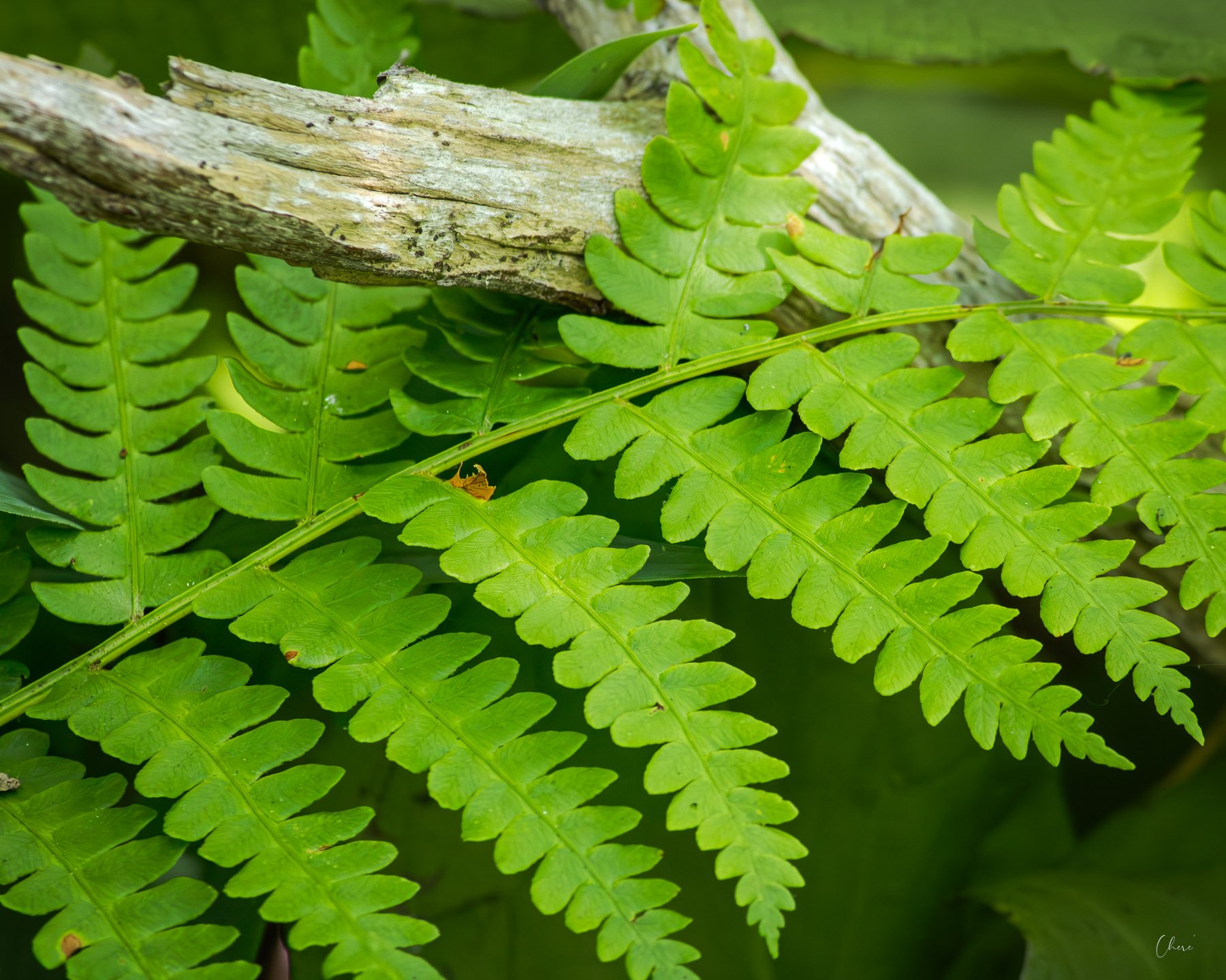 Cedar Bog Nature Preserve - Jun 2026