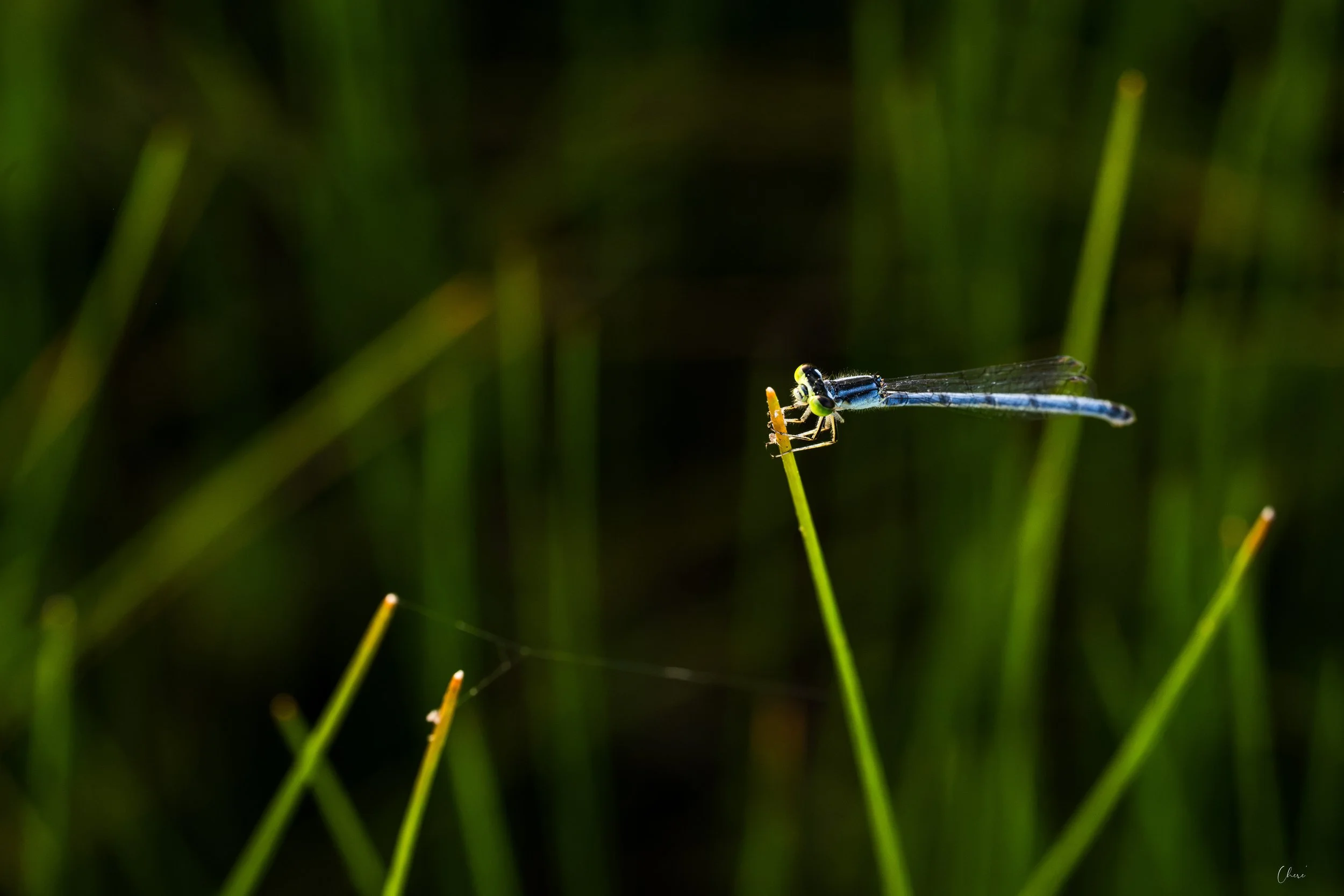 DSC_6116.jpg
