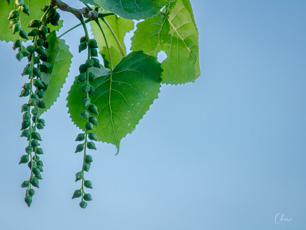 Scioto Grove Metro Park - Apr 2026