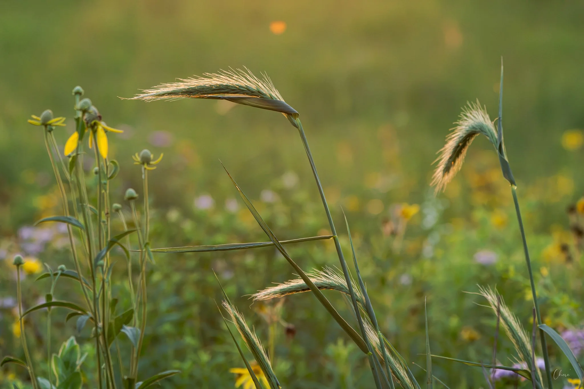 Prairie Oaks Metro Park - July 2026