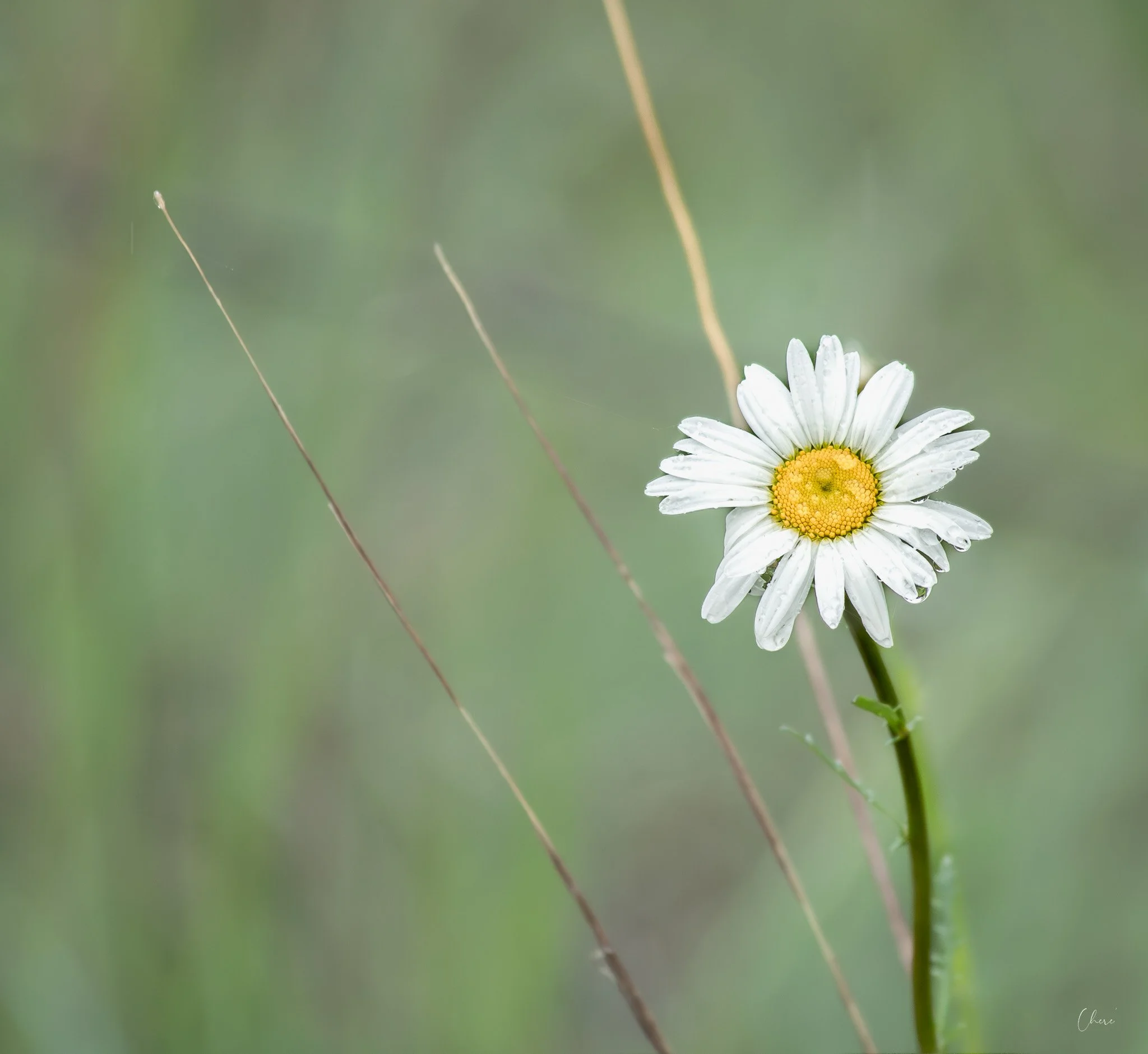 Prairie Oaks Metro Park, Darby Bend Lakes - May 2026