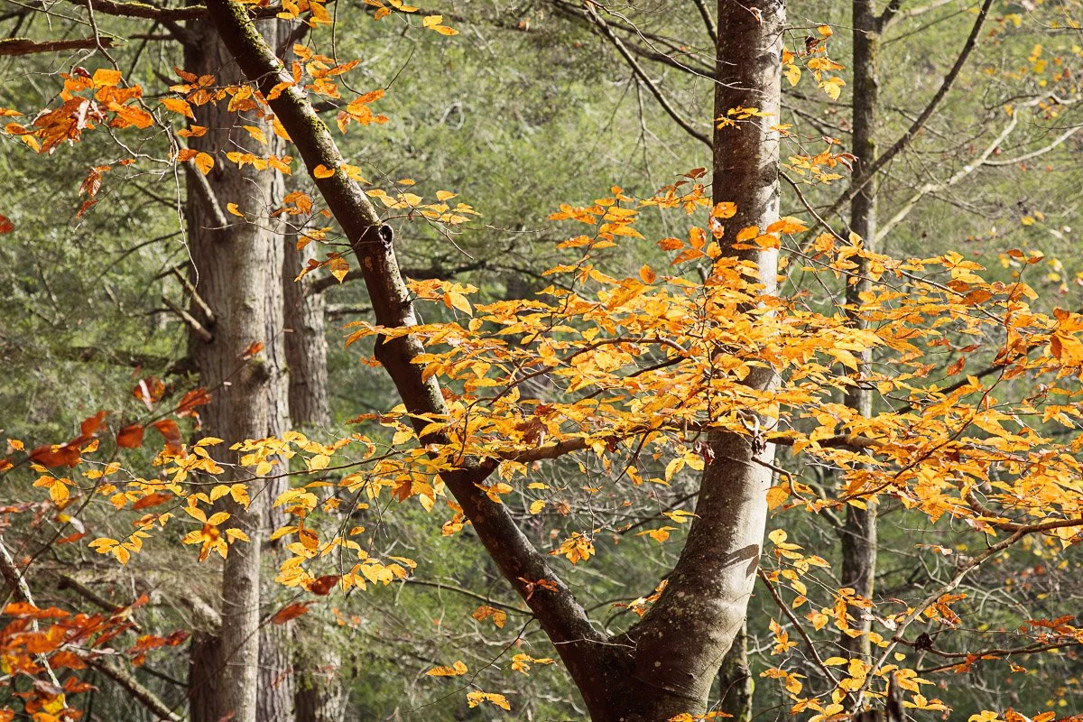 Hocking Hills - Nov 2025