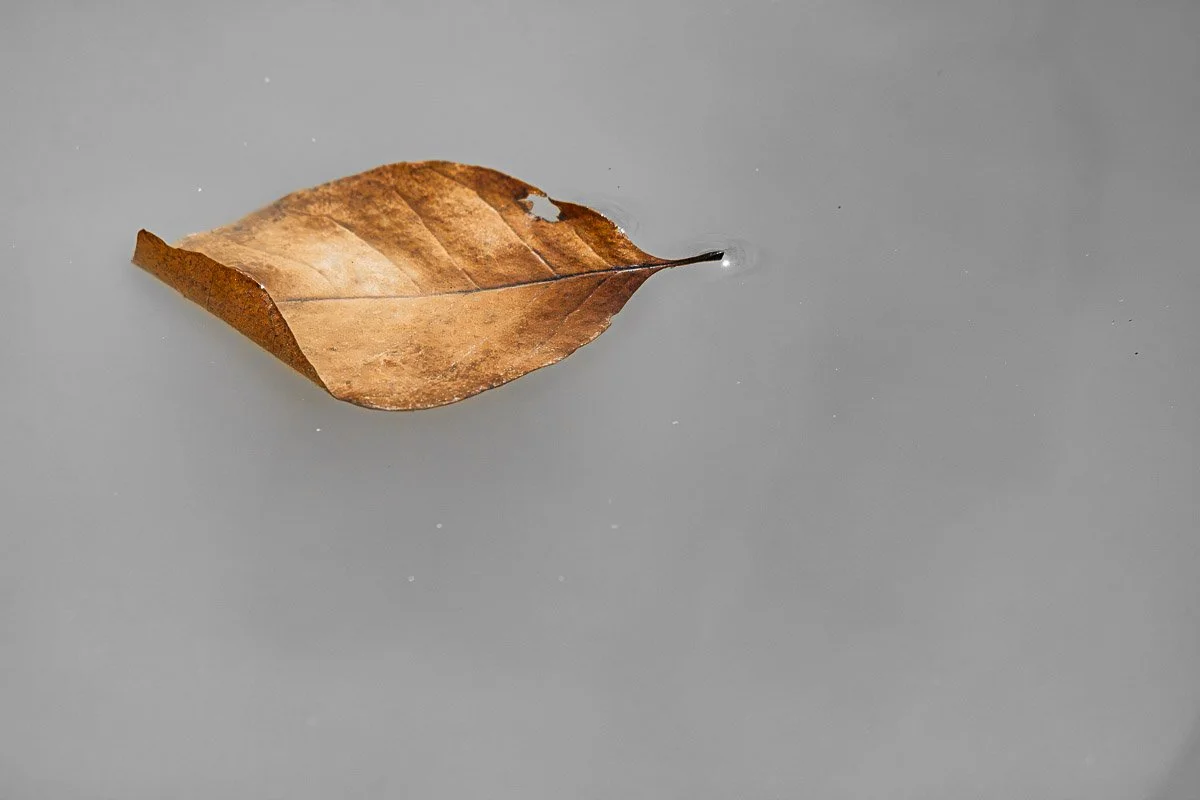 Scioto River - Mar 2026