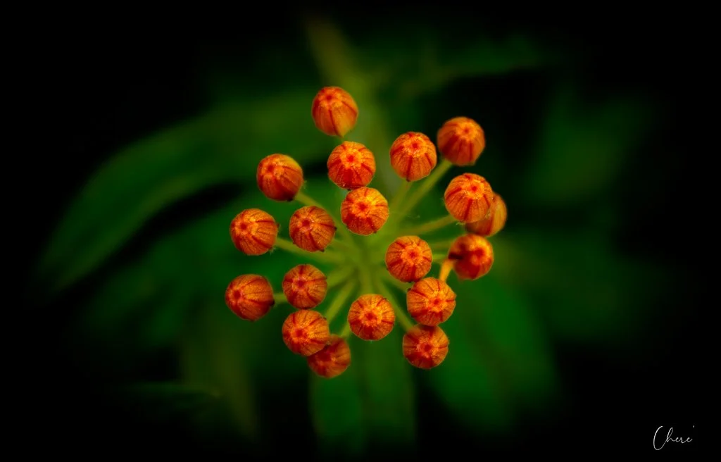 My Garden - May 2024