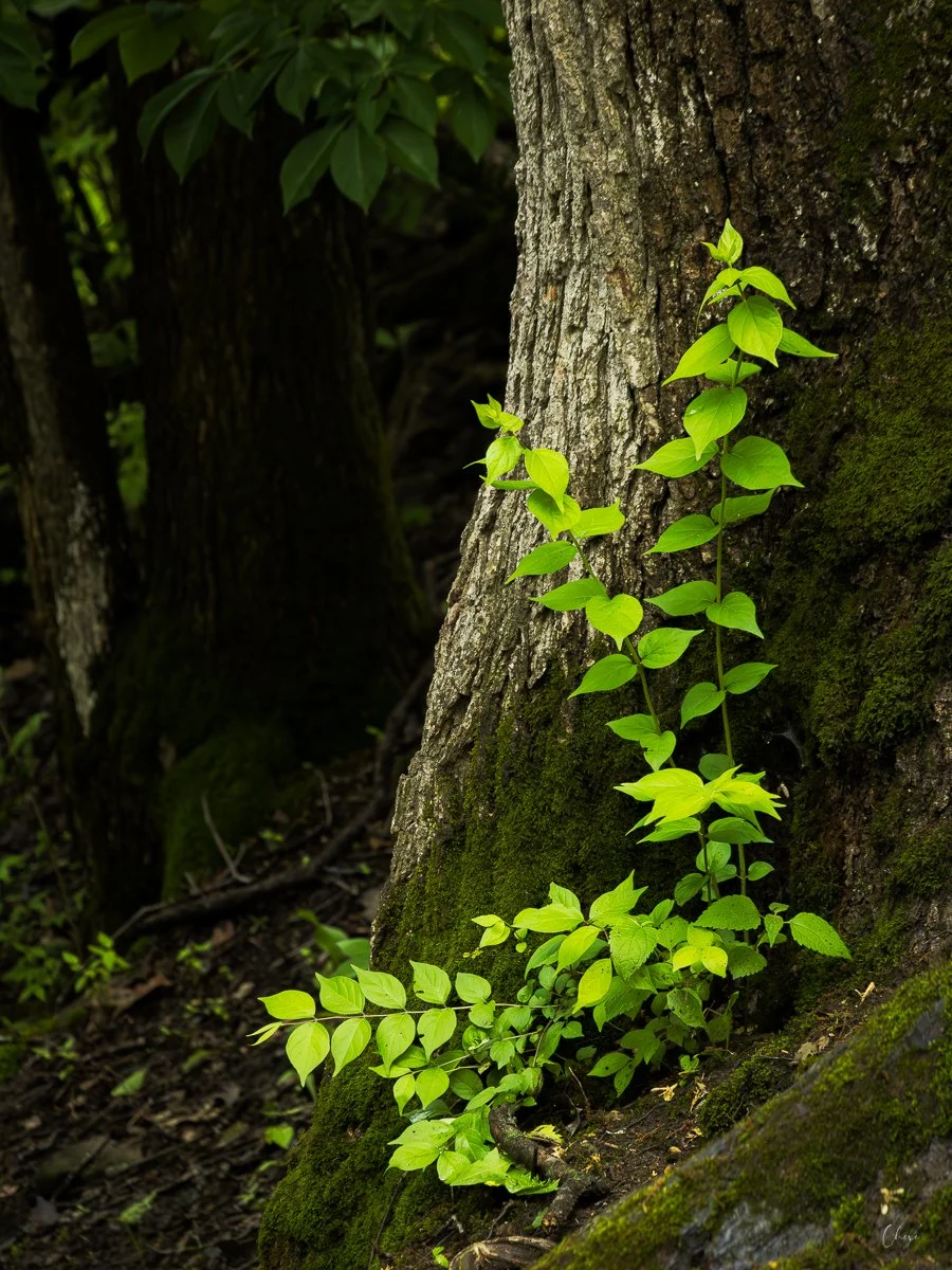 Quarry Trails Metro Park - May 2026