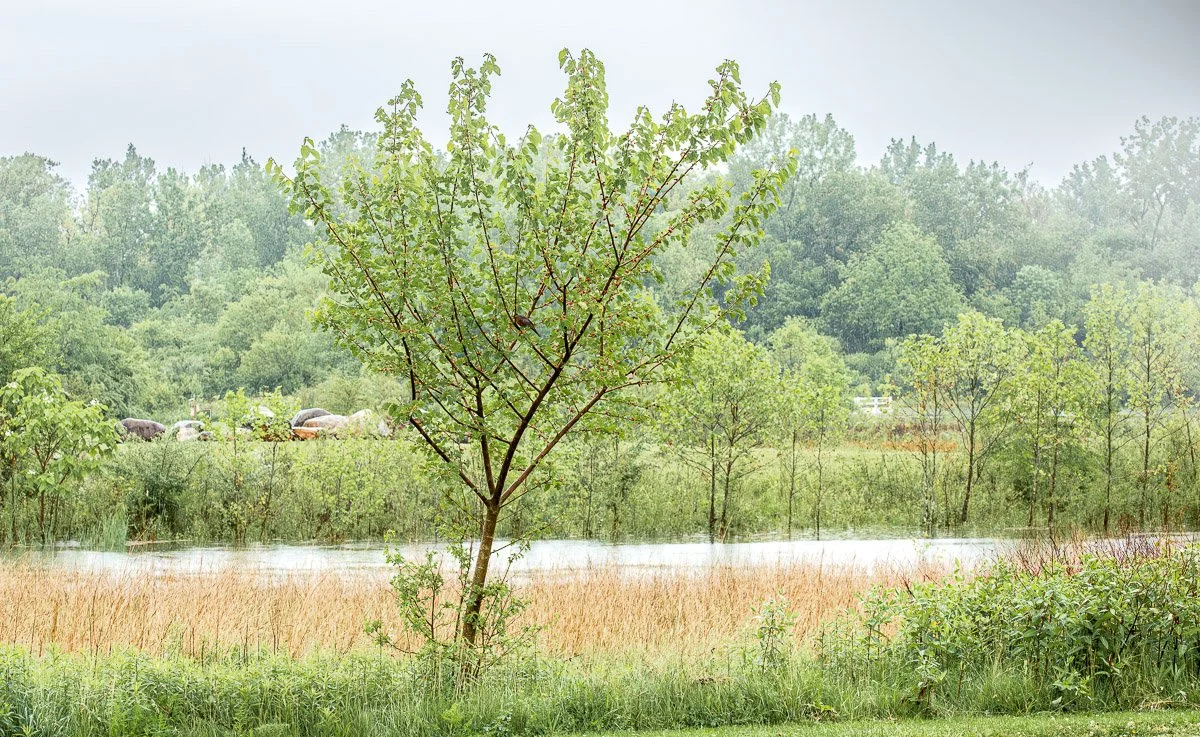 Prairie Oaks Metro Park, Darby Bend Lakes - May 2026
