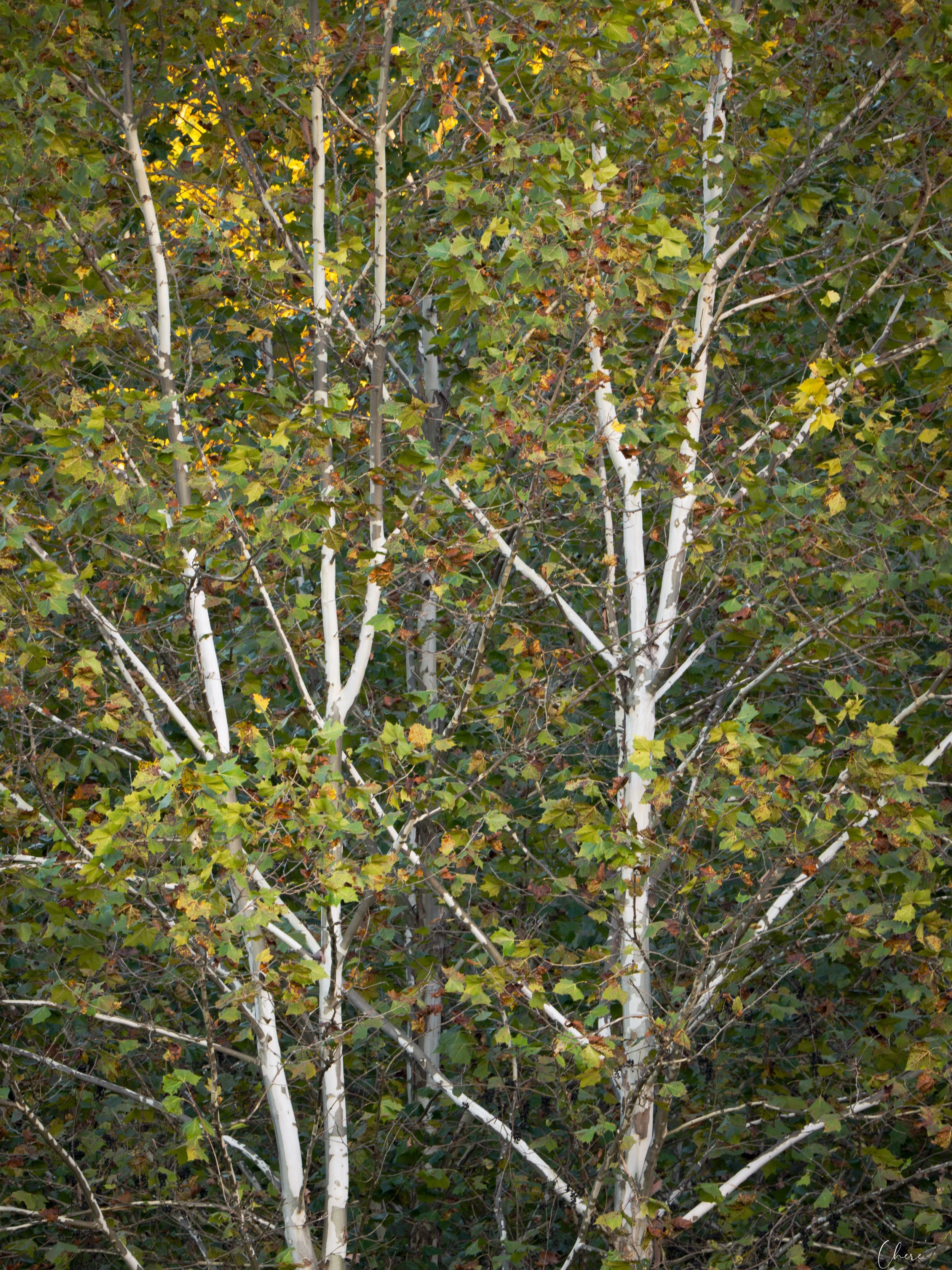Highbanks Metro Park - Sept 2026