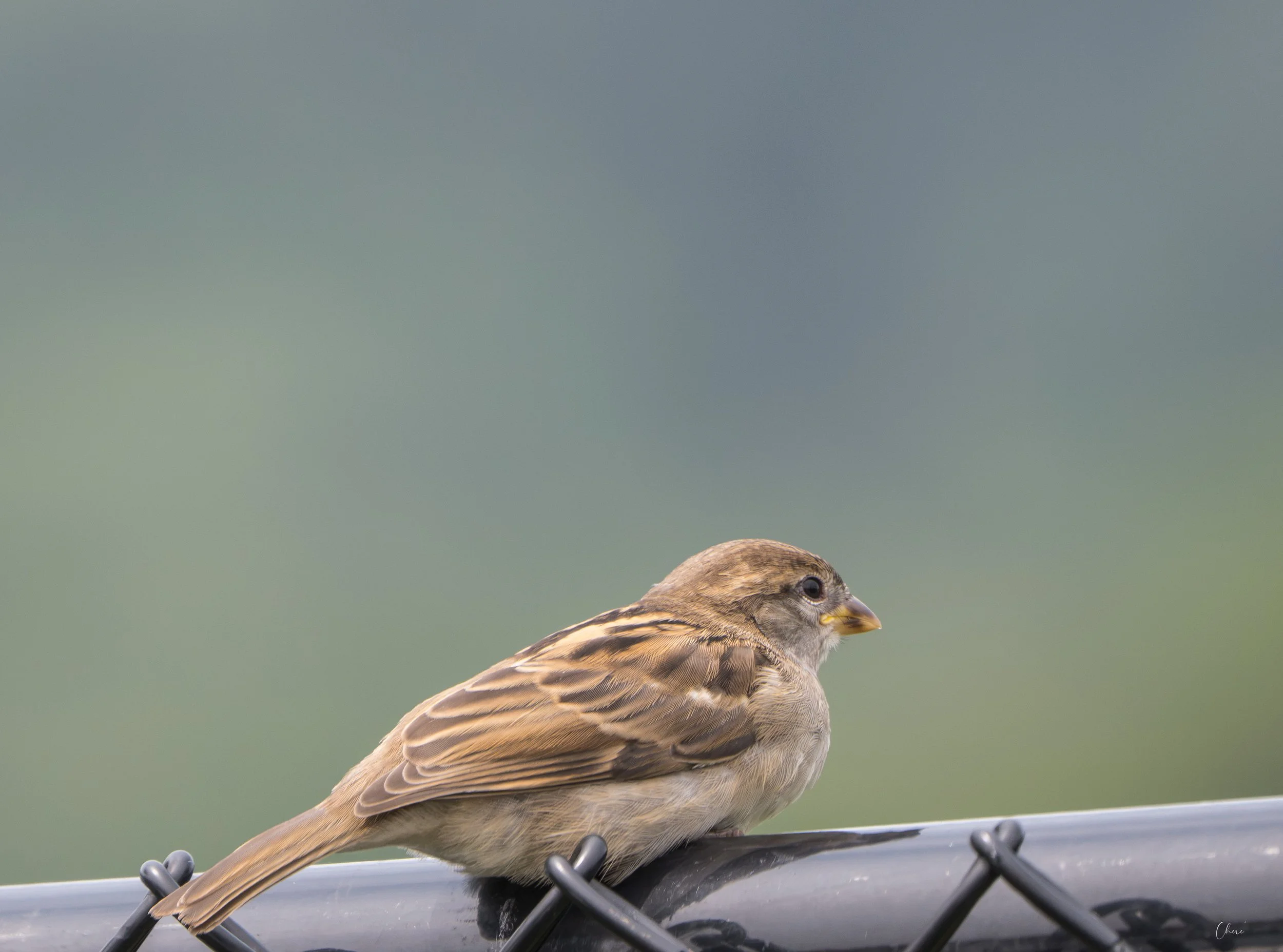 DSC_4150-3.jpg