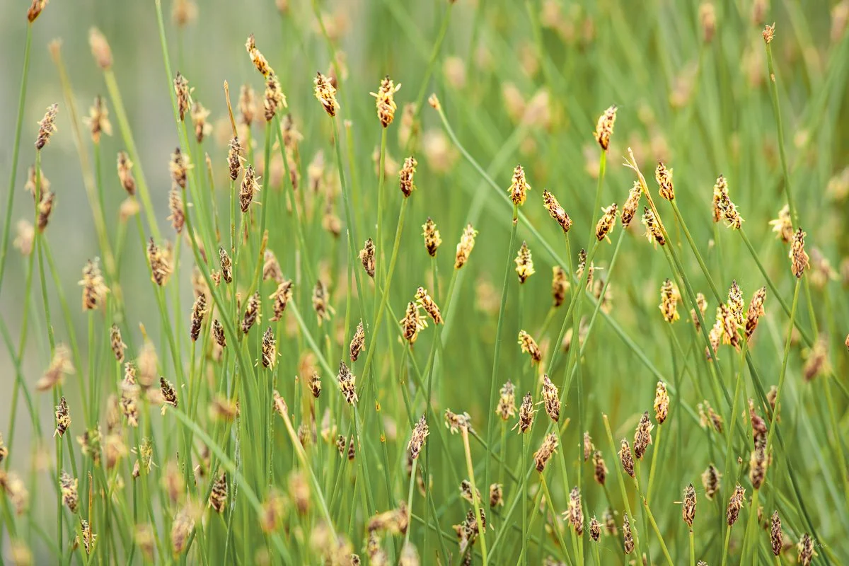Prairie Oaks Metro Park, Darby Bend Lakes - May 2026