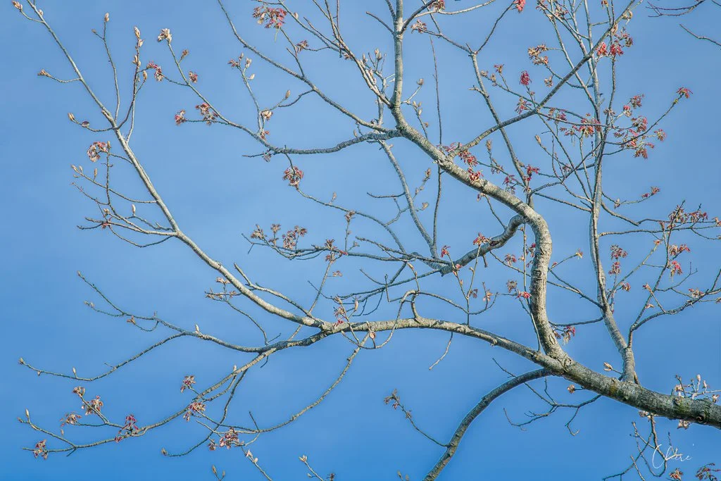 Scioto Grove Metro Park - Apr 2026
