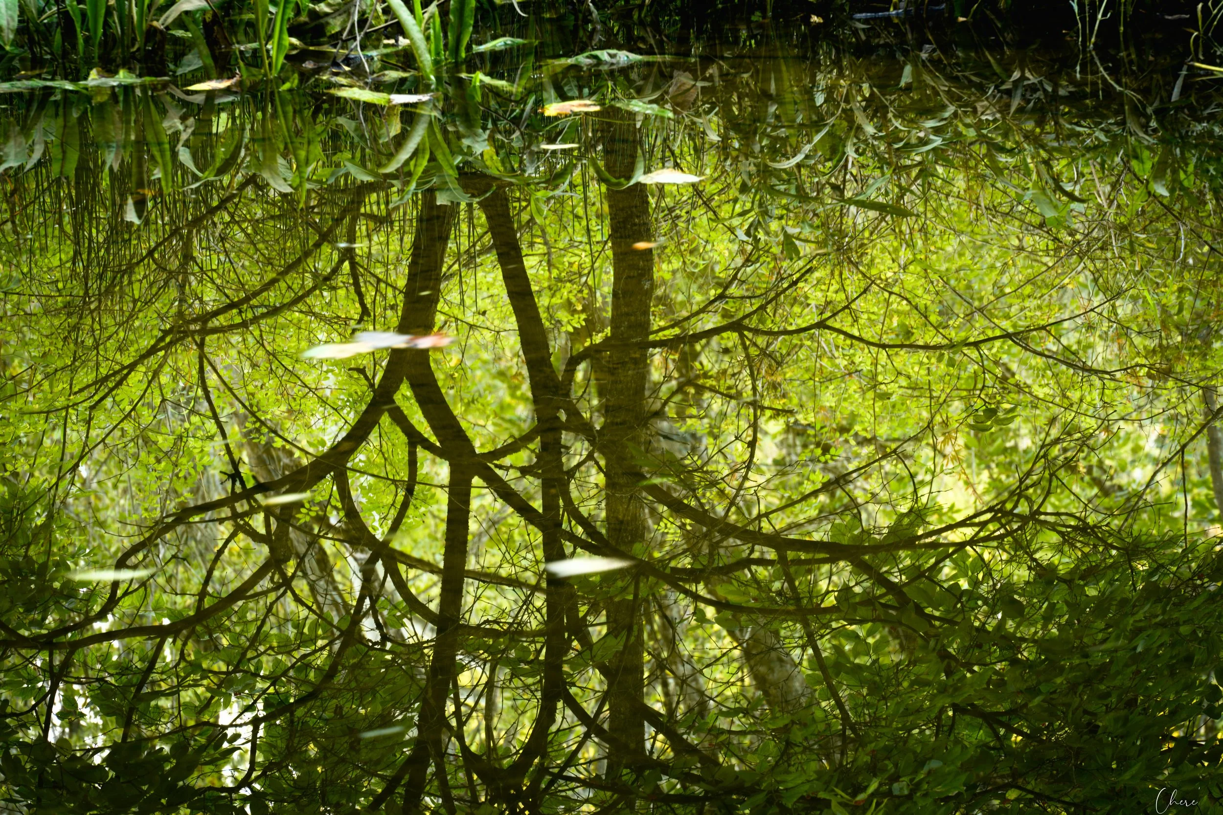 O'Shaugnessy Nature Preserve - Sept 2026