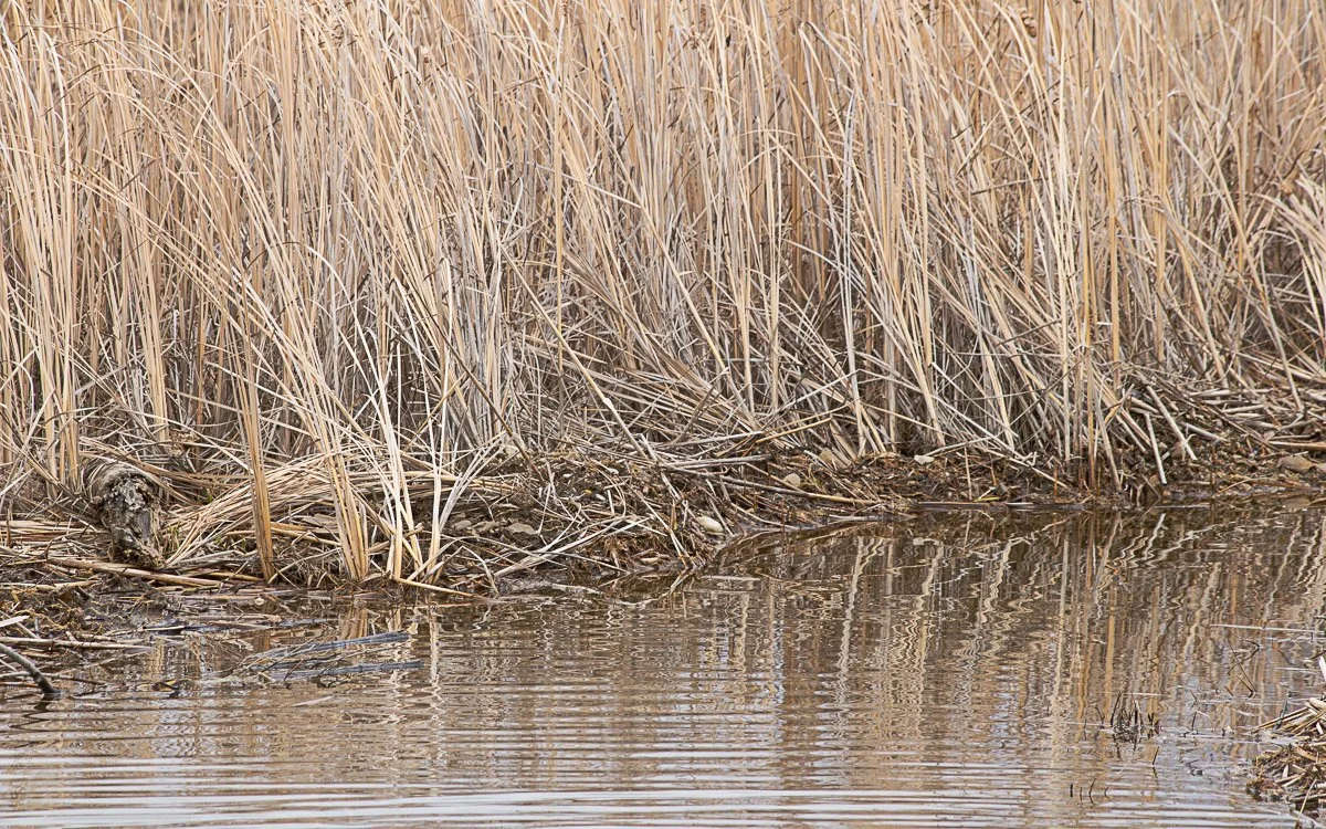 Prairie Oaks Metro Park, Darby Bend Lakes - Mar 2026