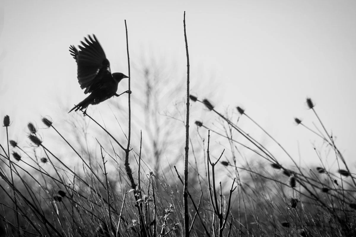 Prairie Oaks Metro Park, Darby Bend Lakes - Apr 2026