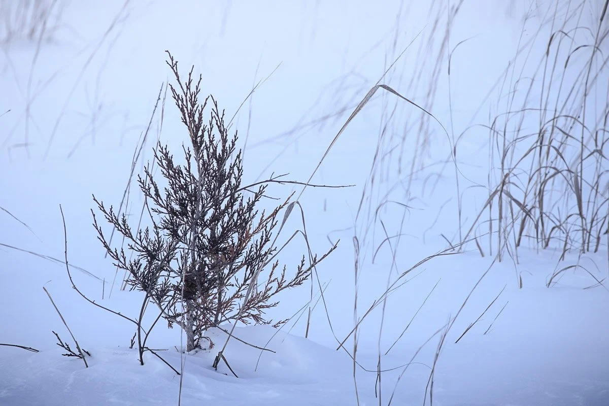Prairie Oaks Metro Park, Darby Bend Lakes - Jan 2026