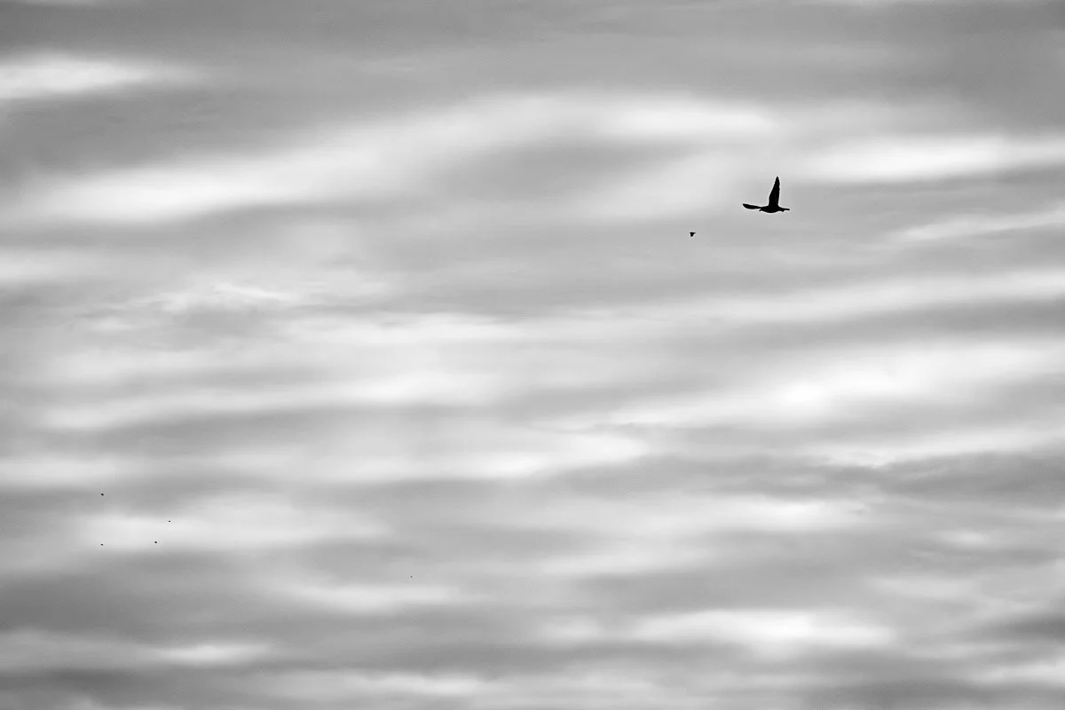 Black and white photo of a sky with clouds and flying birds.