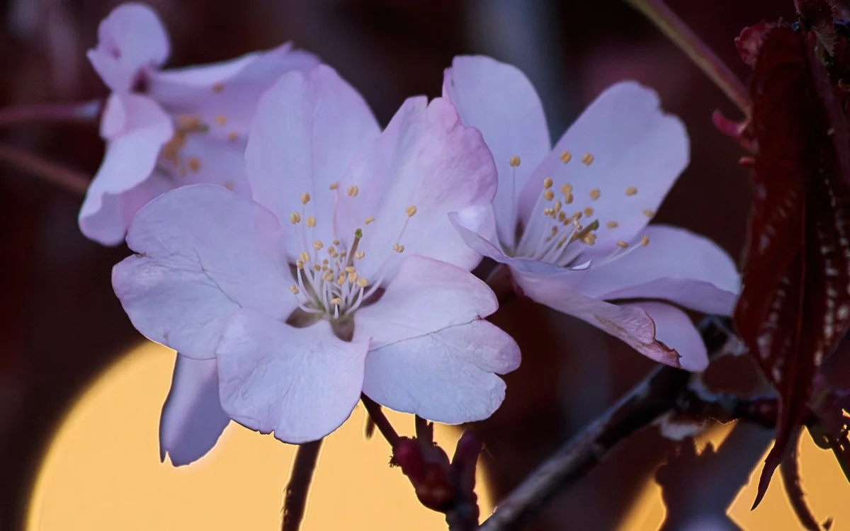 Old Hilliard - Apr 2026