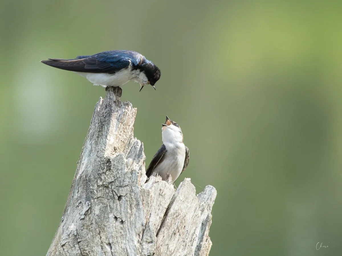 Three Creeks Metro Park - Apr 2026