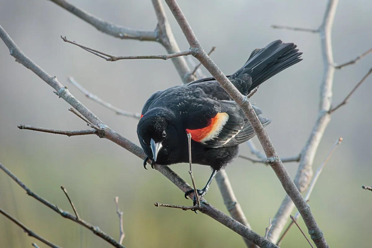 Prairie Oaks Metro Park, Darby Bend Lakes - Apr 2026