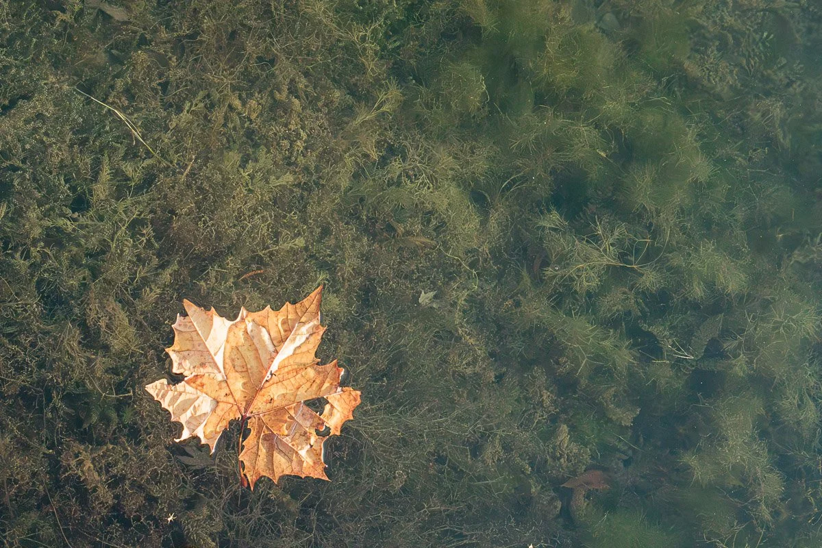 Prairie Oaks Metro Park, Darby Bend Lakes - Oct 2025