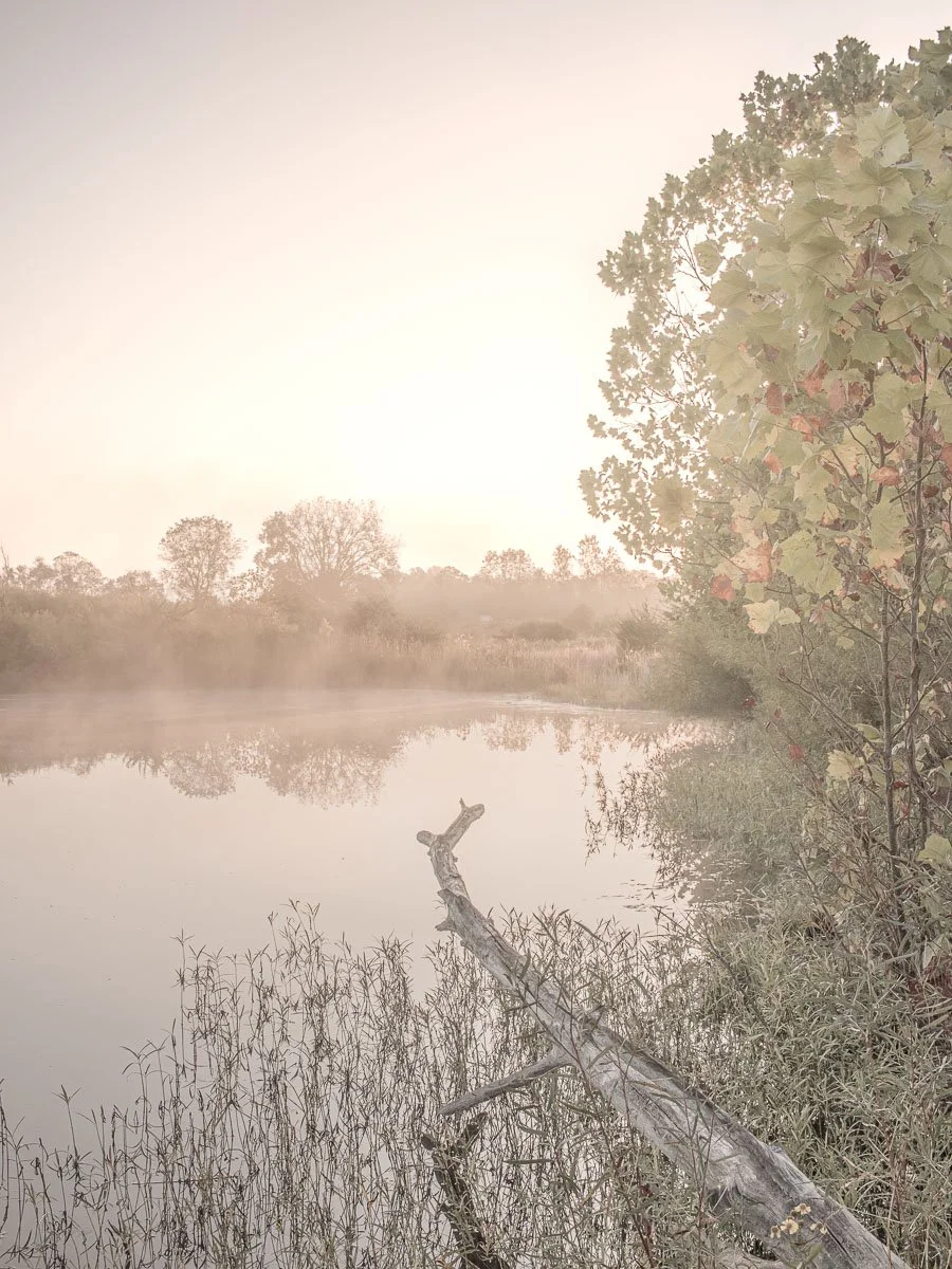 Light & Mist