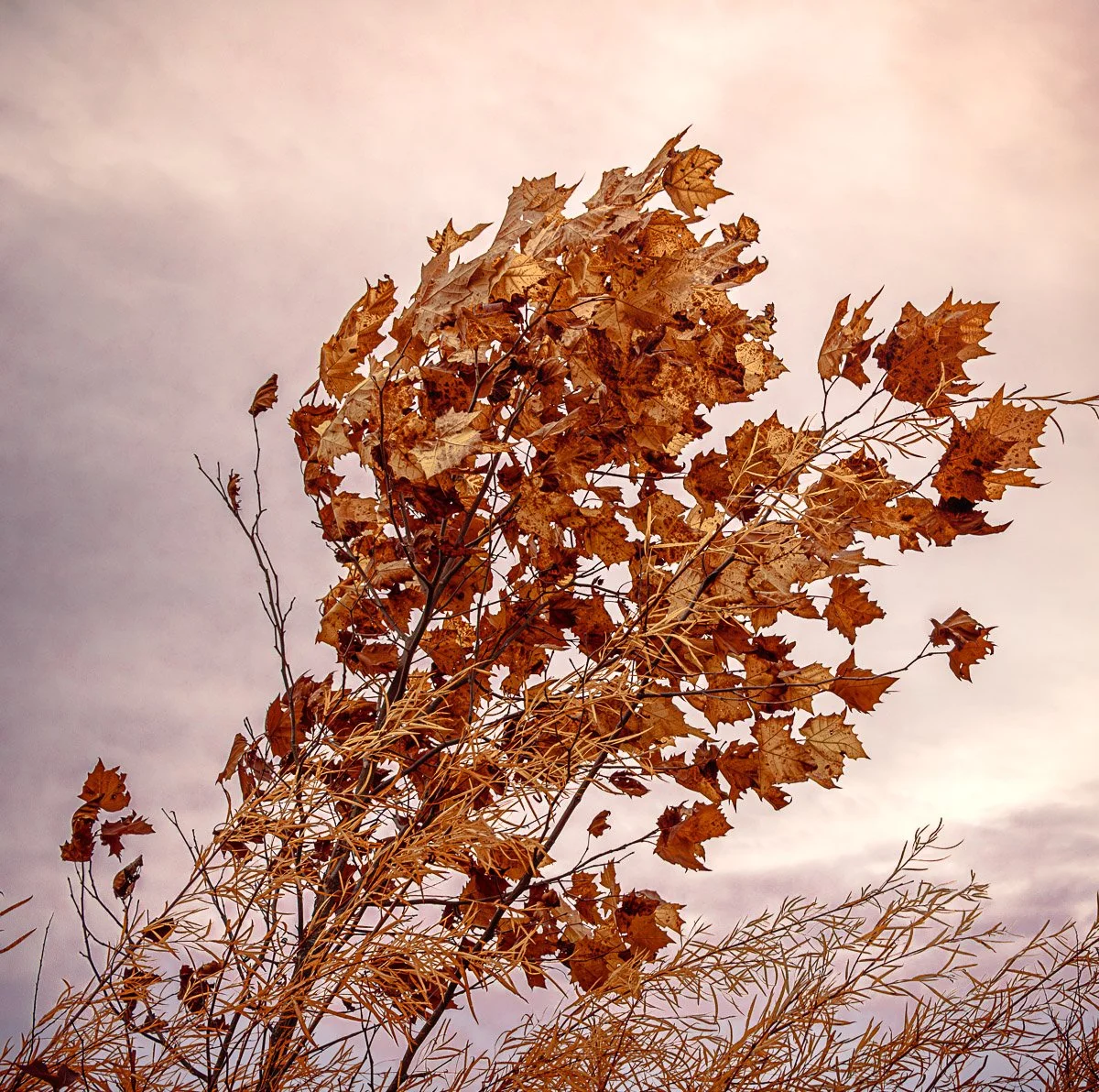 Prairie Oaks Metro Park, Darby Bend Lakes - Nov 2025