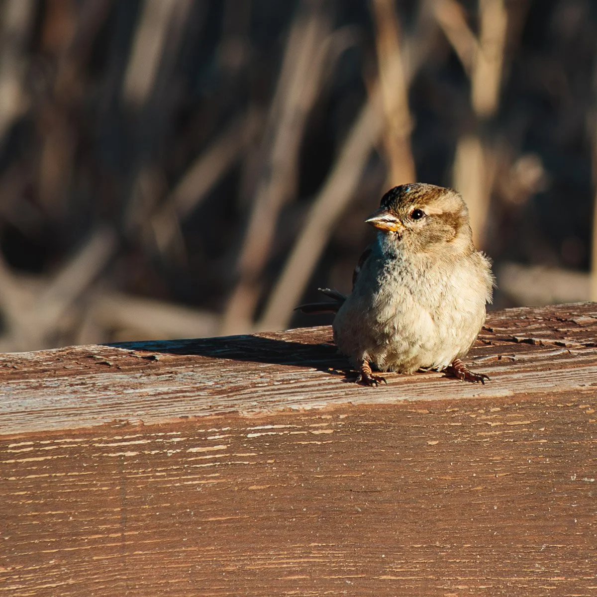 Prairie Oaks Metro Park, Darby Bend Lakes - Apr 2026