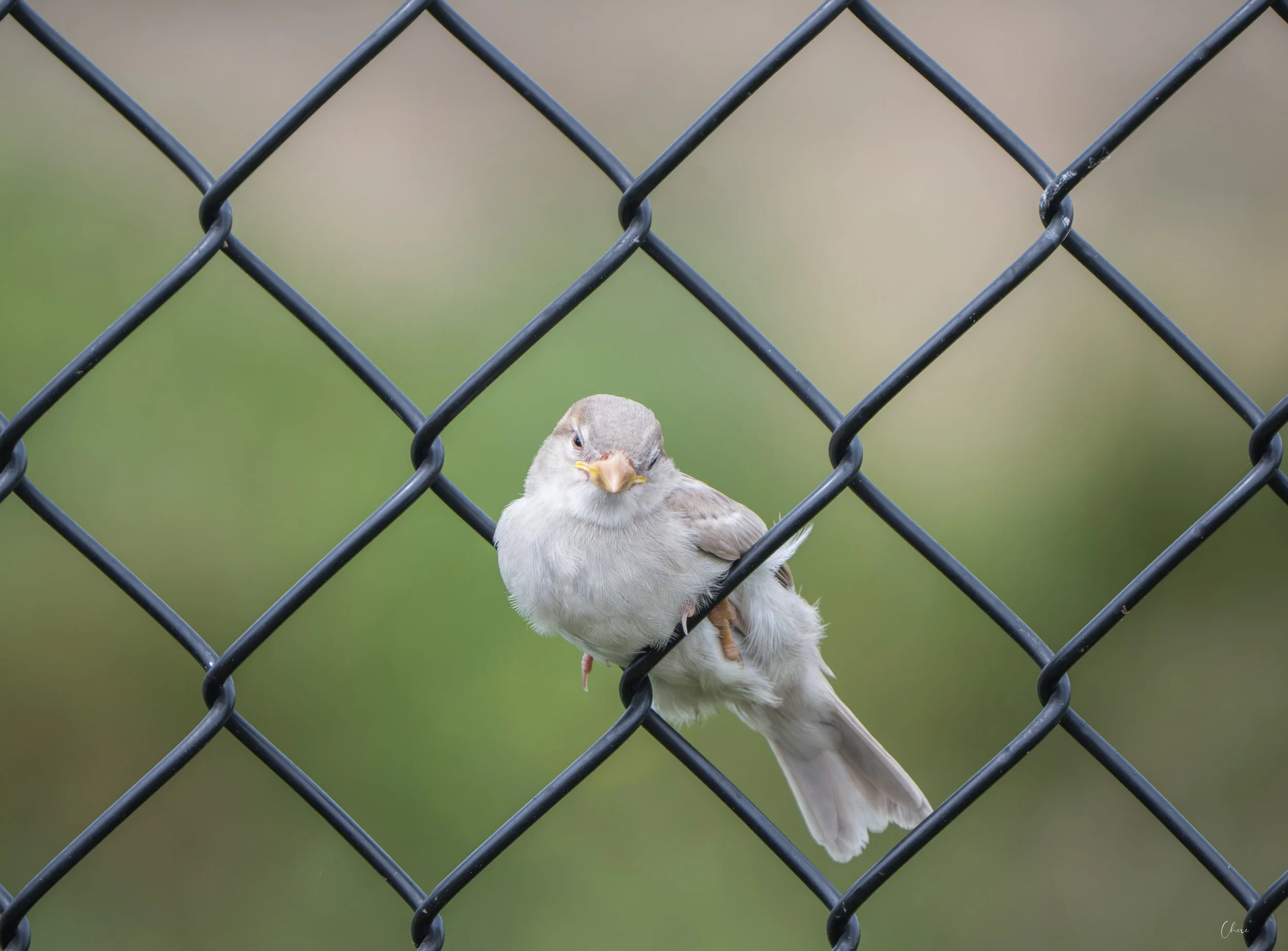 DSC_4153-3.jpg