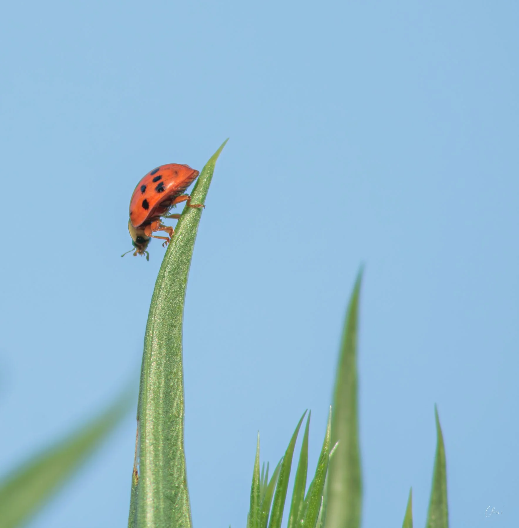 _MG_2384.jpg