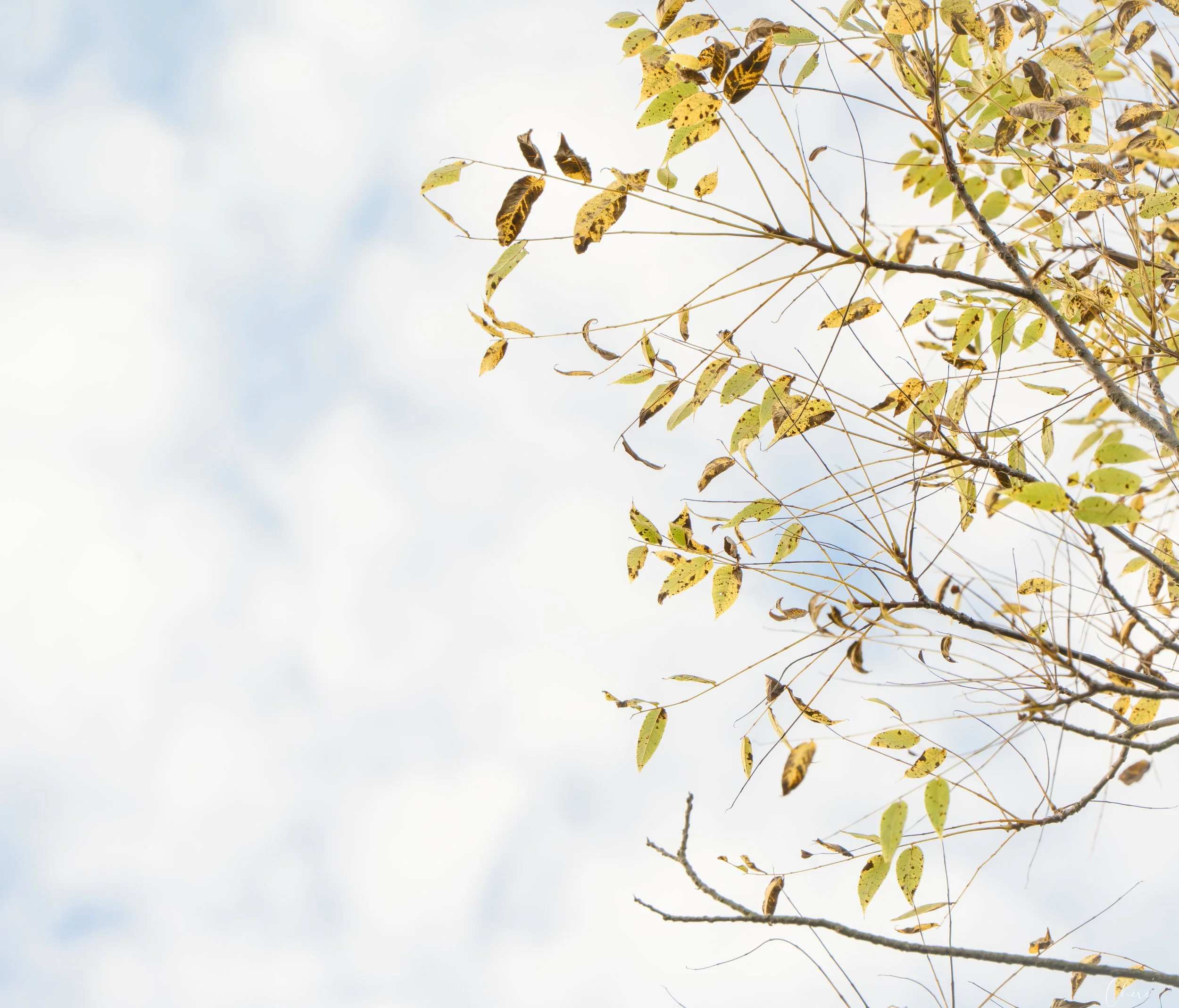 Spindler Road Park, Mudsock Trail - Sept 2026