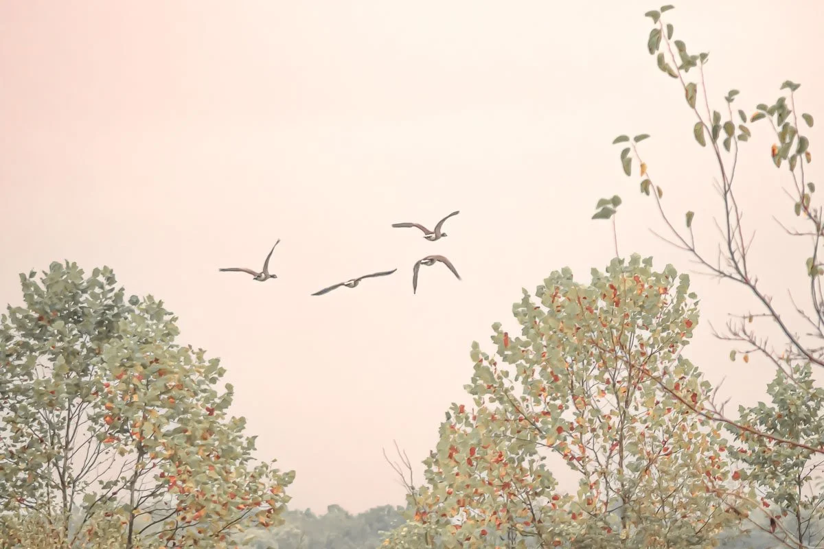 Fall Flight