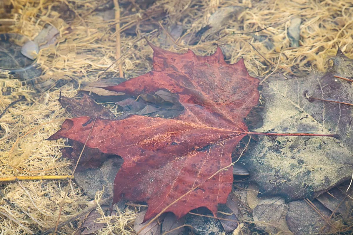 Prairie Oaks Metro Park, Darby Bend Lakes - Mar 2026