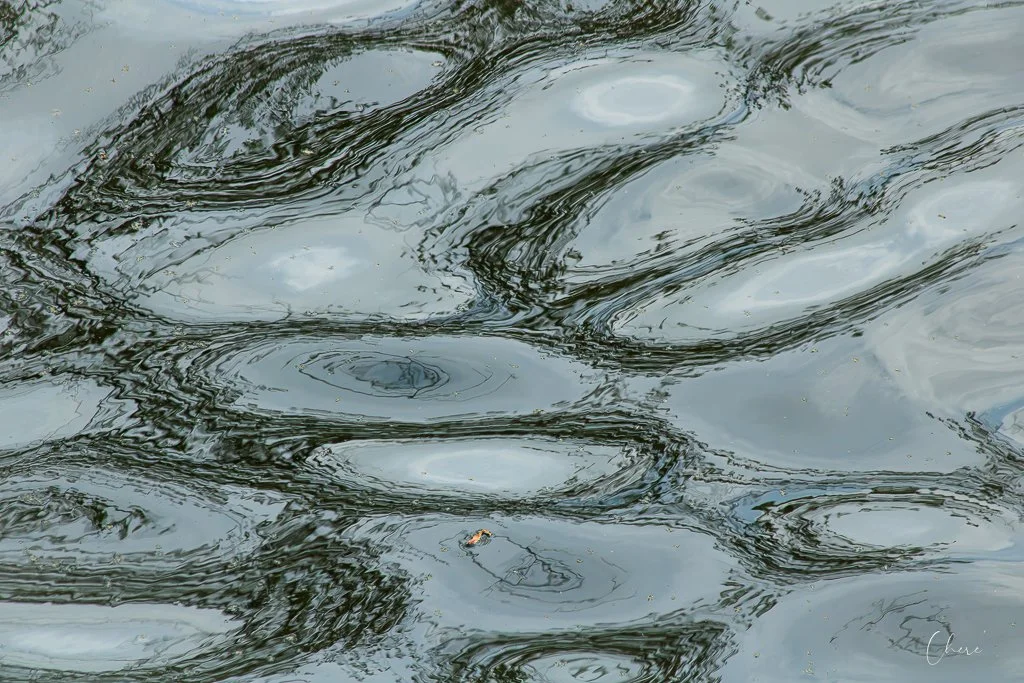 Three Creeks Metro Park - Apr 2026