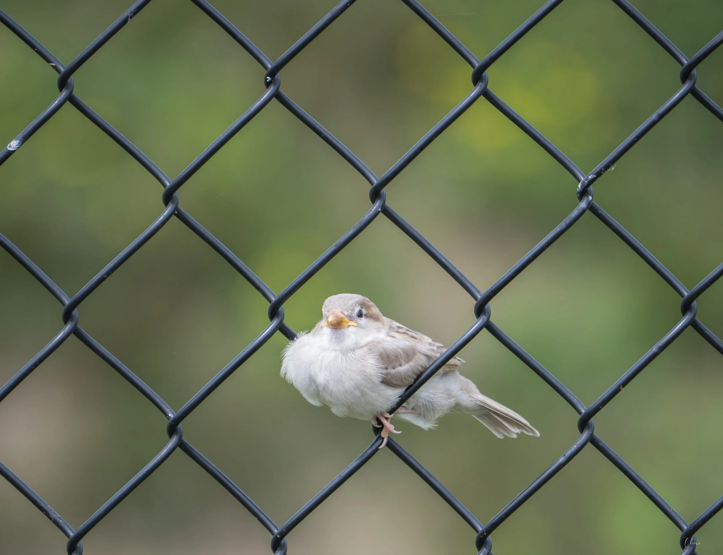 DSC_4215-3.jpg