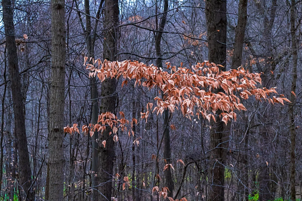 Chestnut Ridge Metro Park - Nov 2024