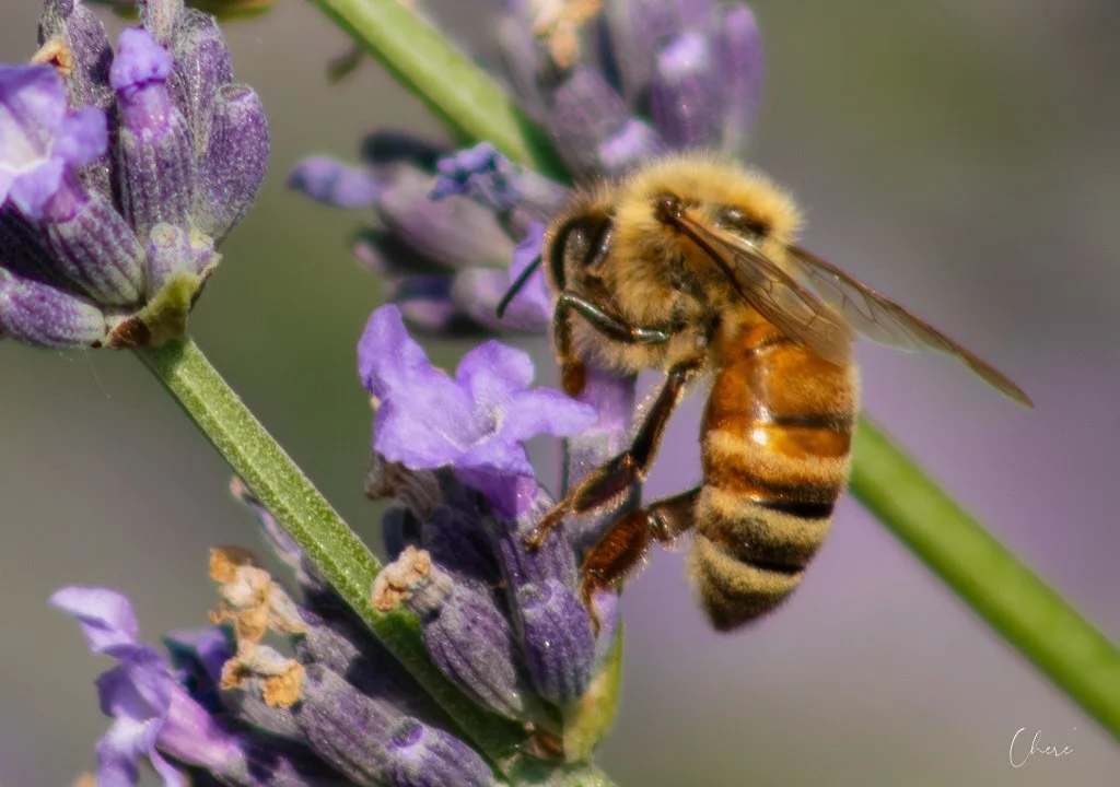 My Garden - Jun 2024