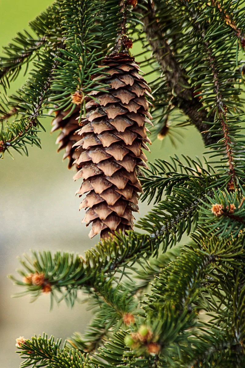 Homestead Metro Park - Apr 2026